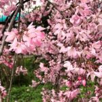 枝垂桜