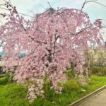 枝垂桜