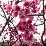 寒緋桜