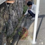 お家周りの草抜き